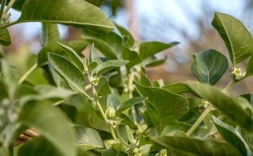 que es ashwagandha propiedades y beneficios