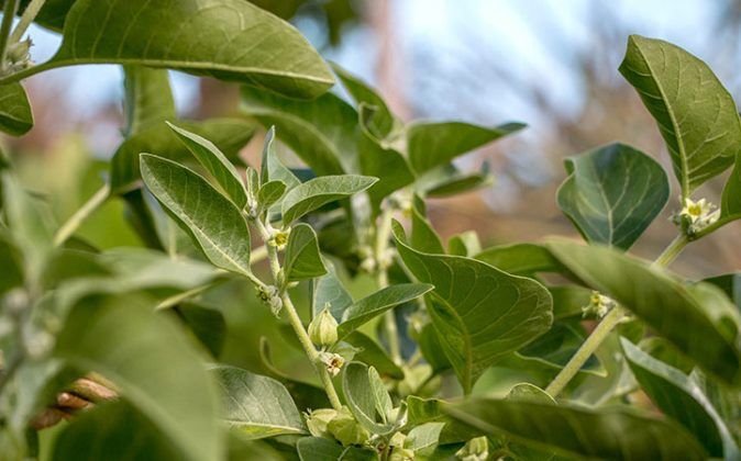 Ashwagandha Qué Es Propiedades Beneficios Y Para Qué Sirve 5876